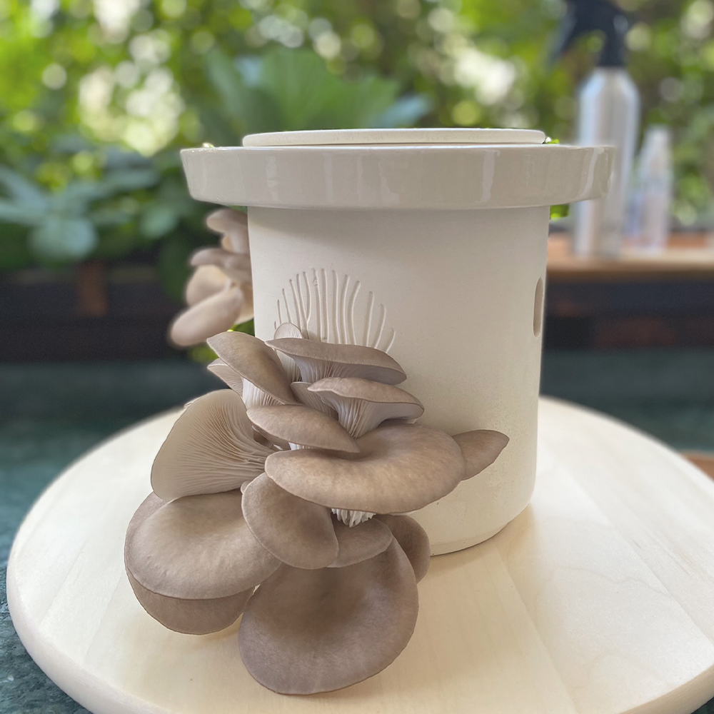 Oyster Mushroom Growing Guide