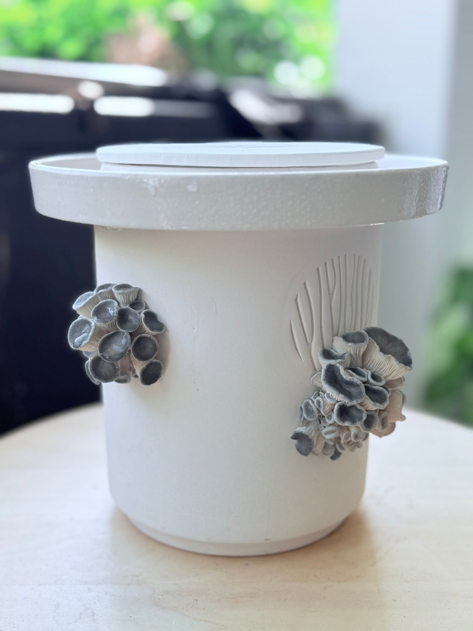 Blue Oyster Mushroom Growing Guide