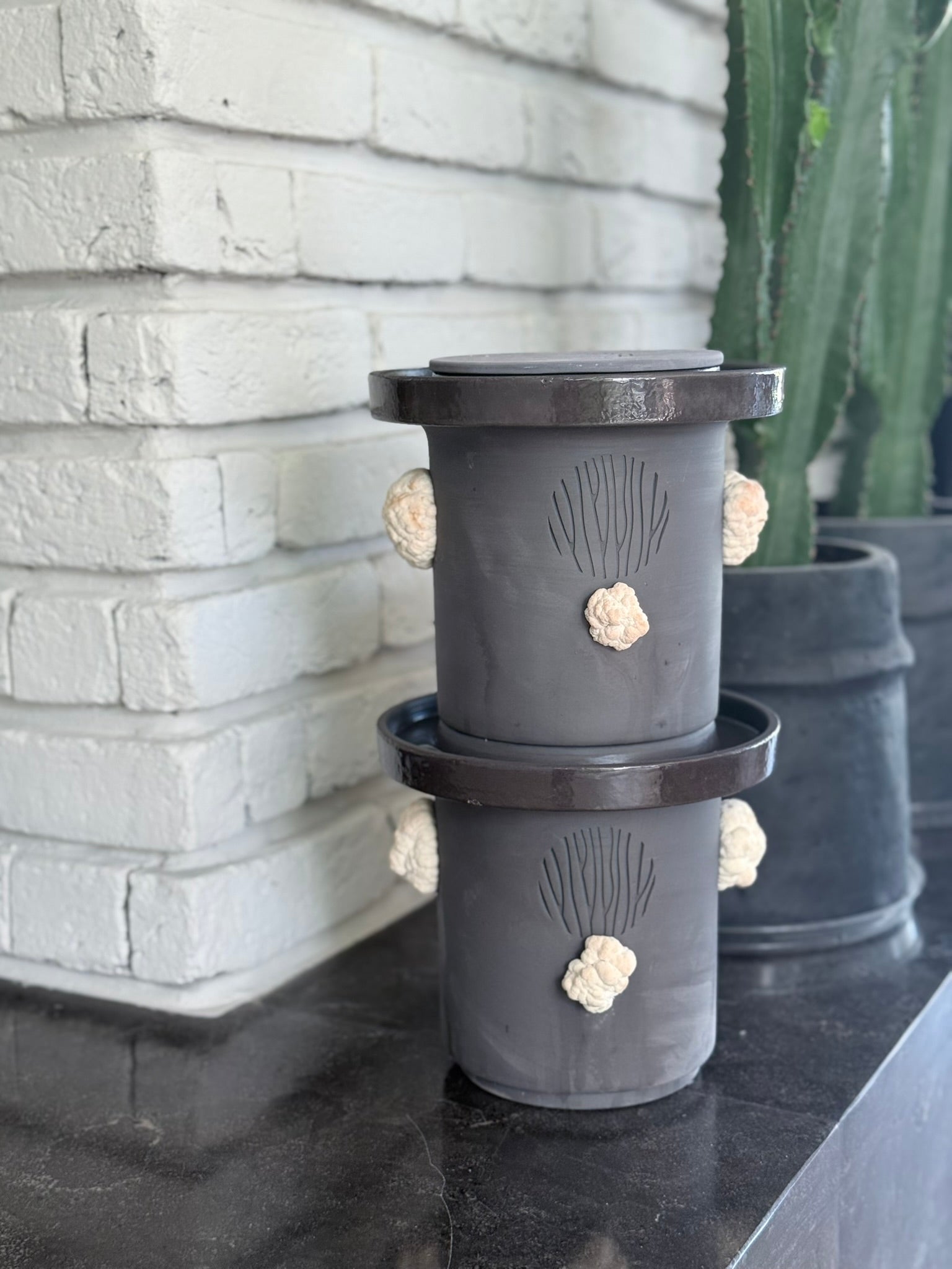 Lion’s Mane Mushroom Growing Guide