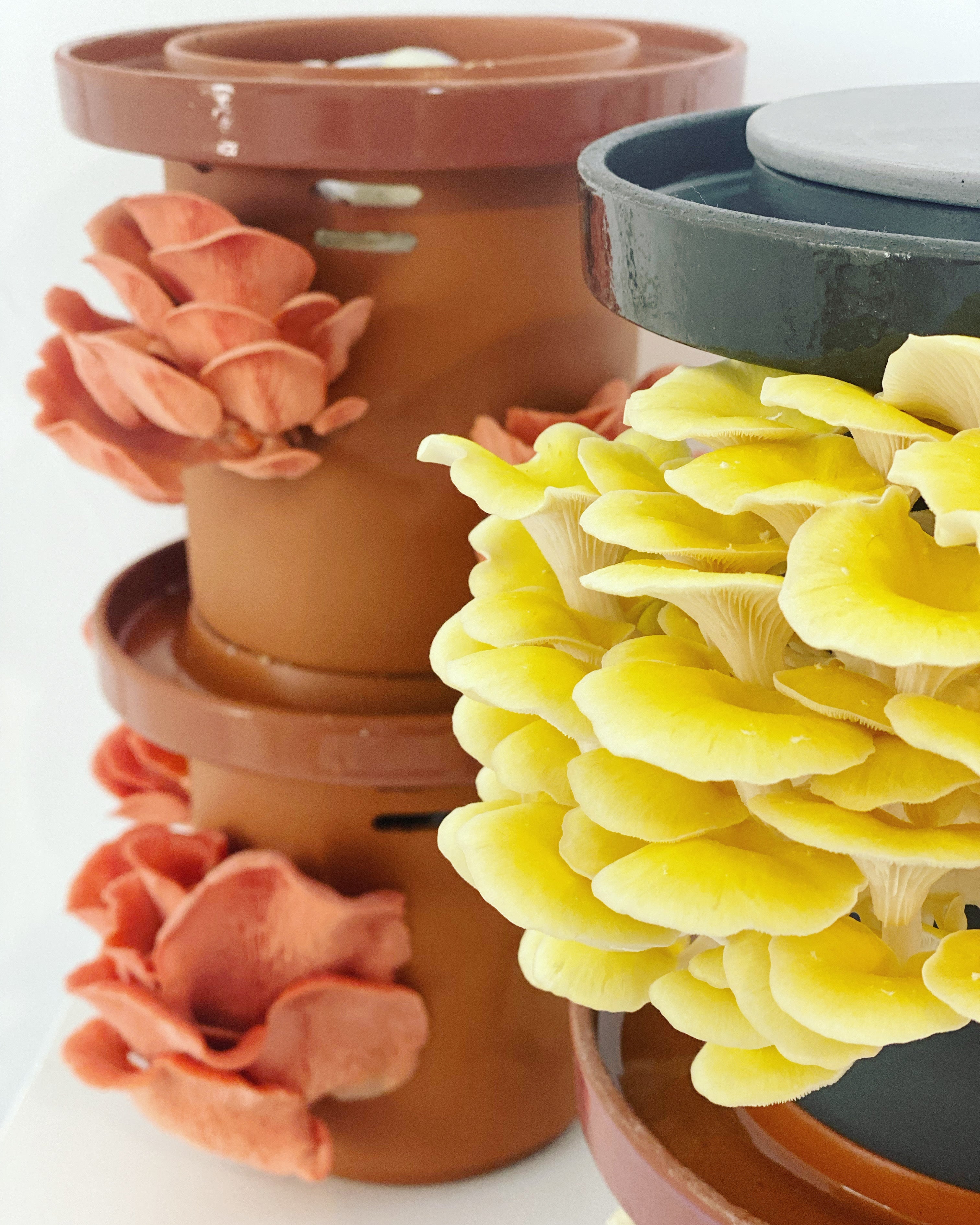 Pink Oyster Mushroom Growing Guide