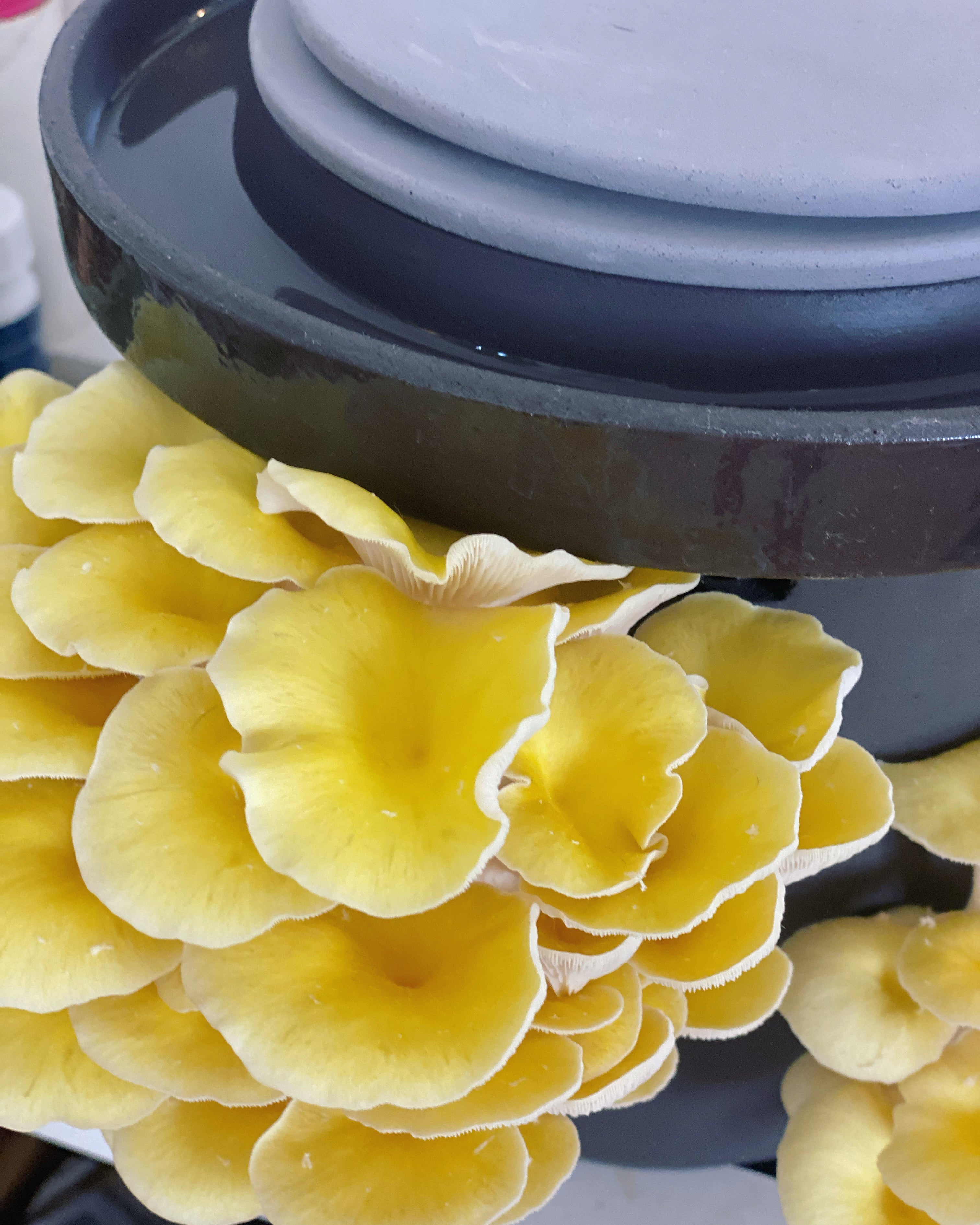 Yellow (Golden) Oyster Mushroom Growing Guide