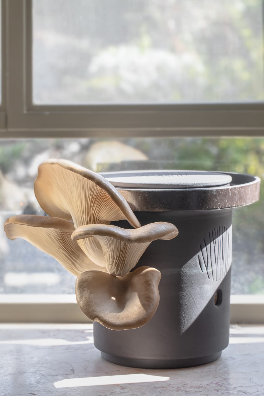 Blue Oyster Mushrooms