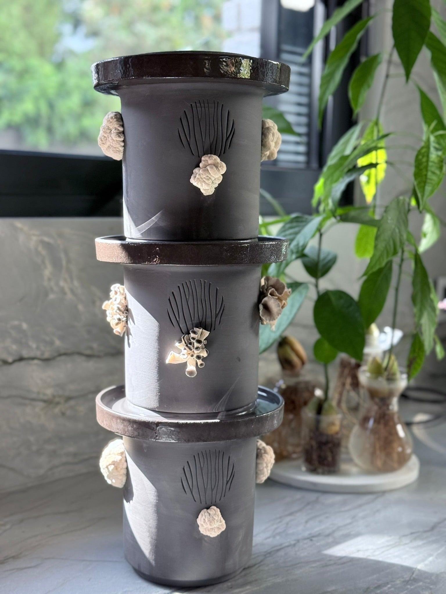 Blue Oyster Mushrooms