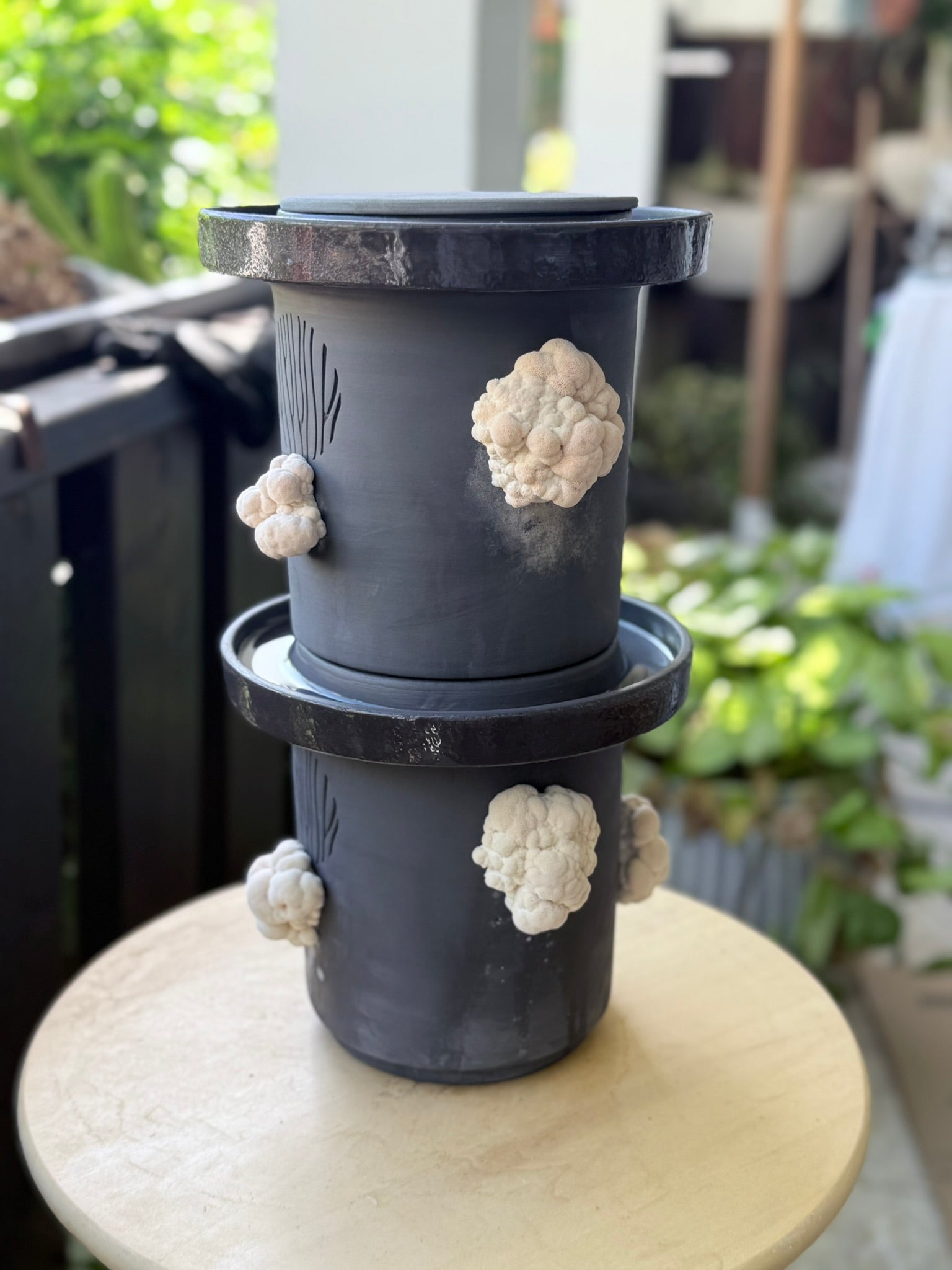 Lion’s Mane Mushrooms
