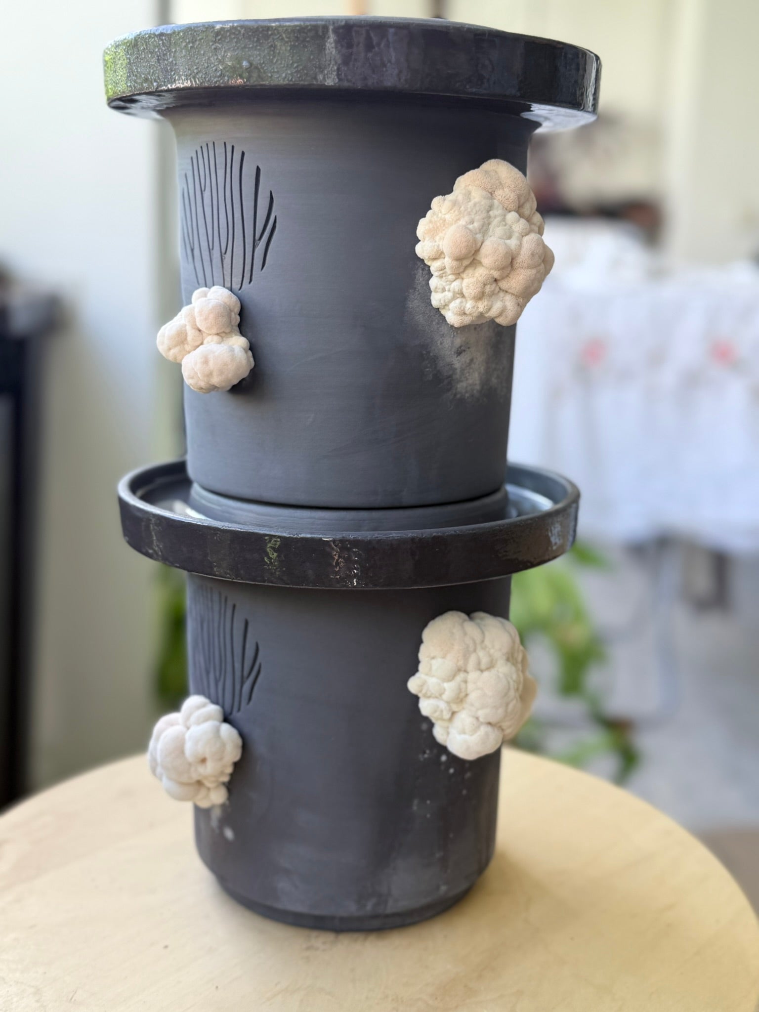 Lion’s Mane Mushrooms