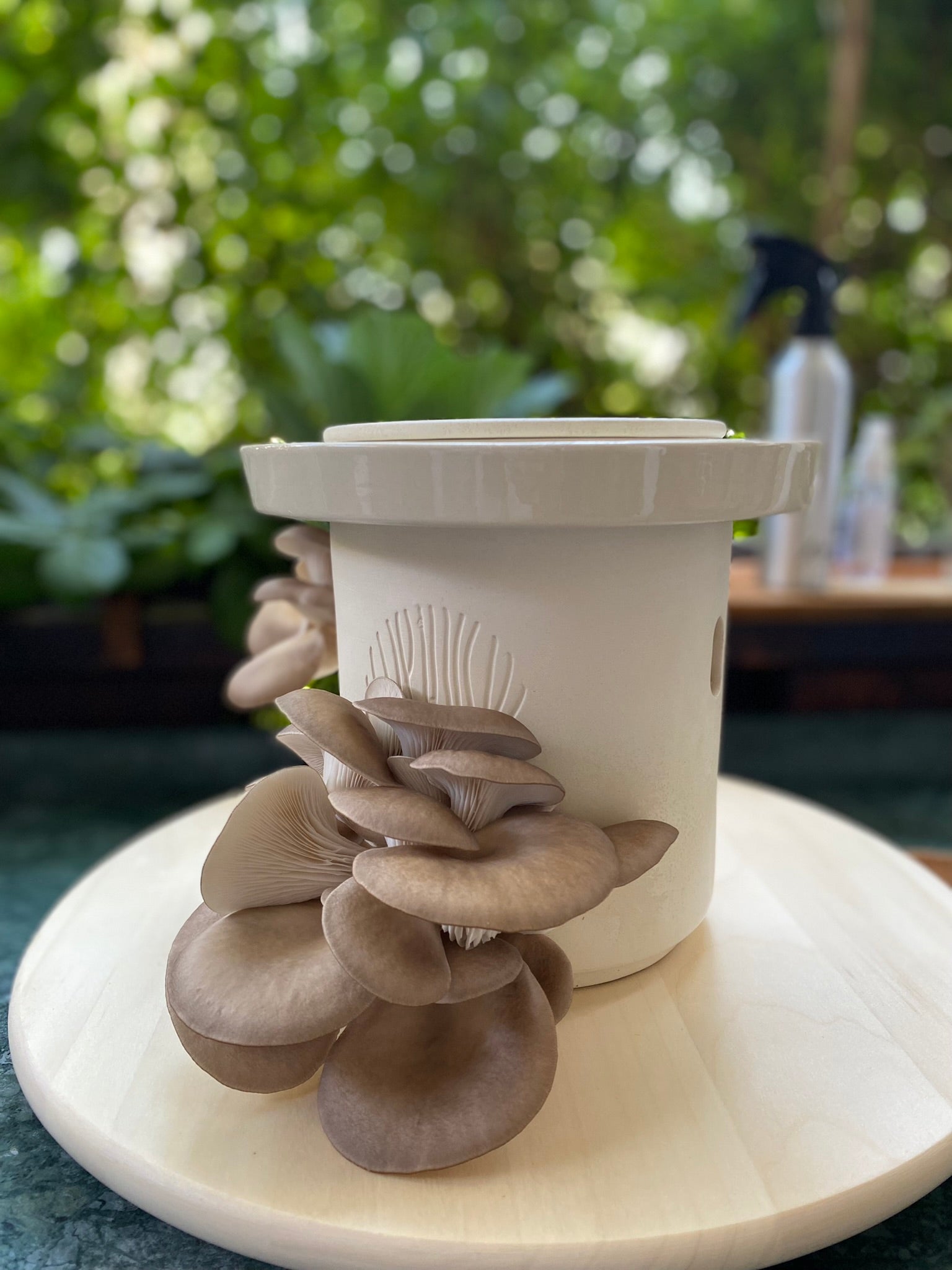 Blue Oyster Mushrooms