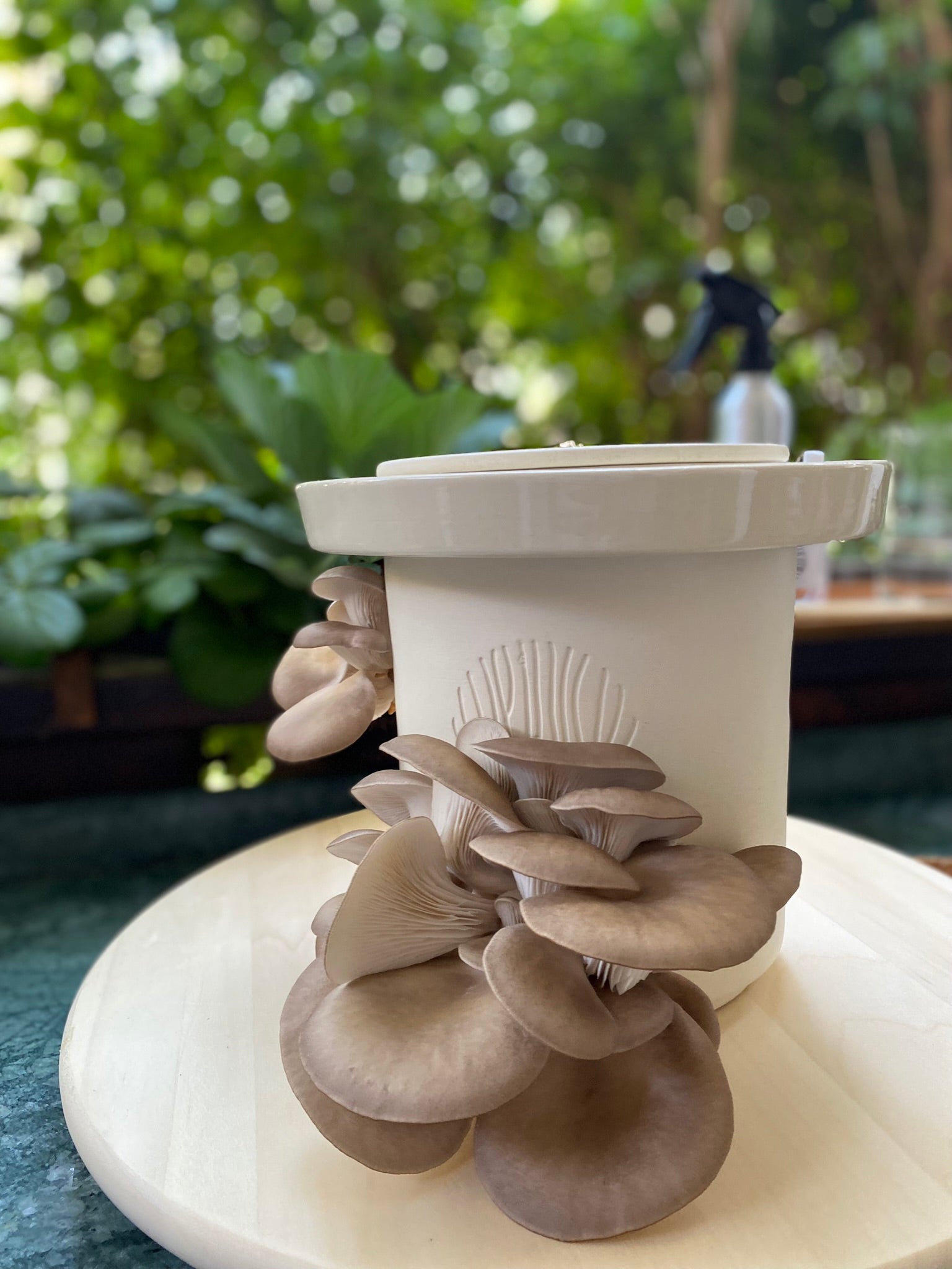 Blue Oyster Mushrooms