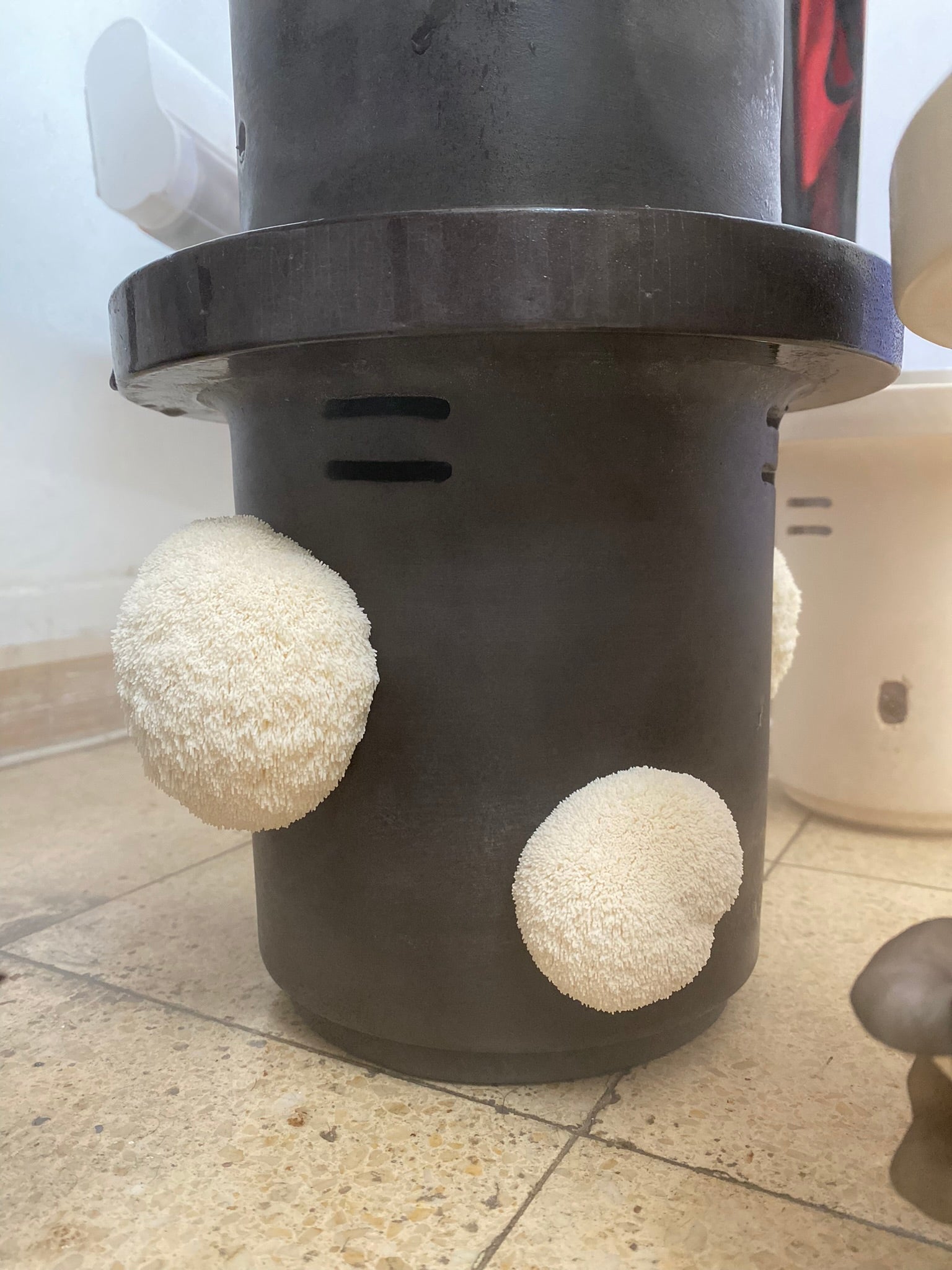 Lion’s Mane Mushrooms