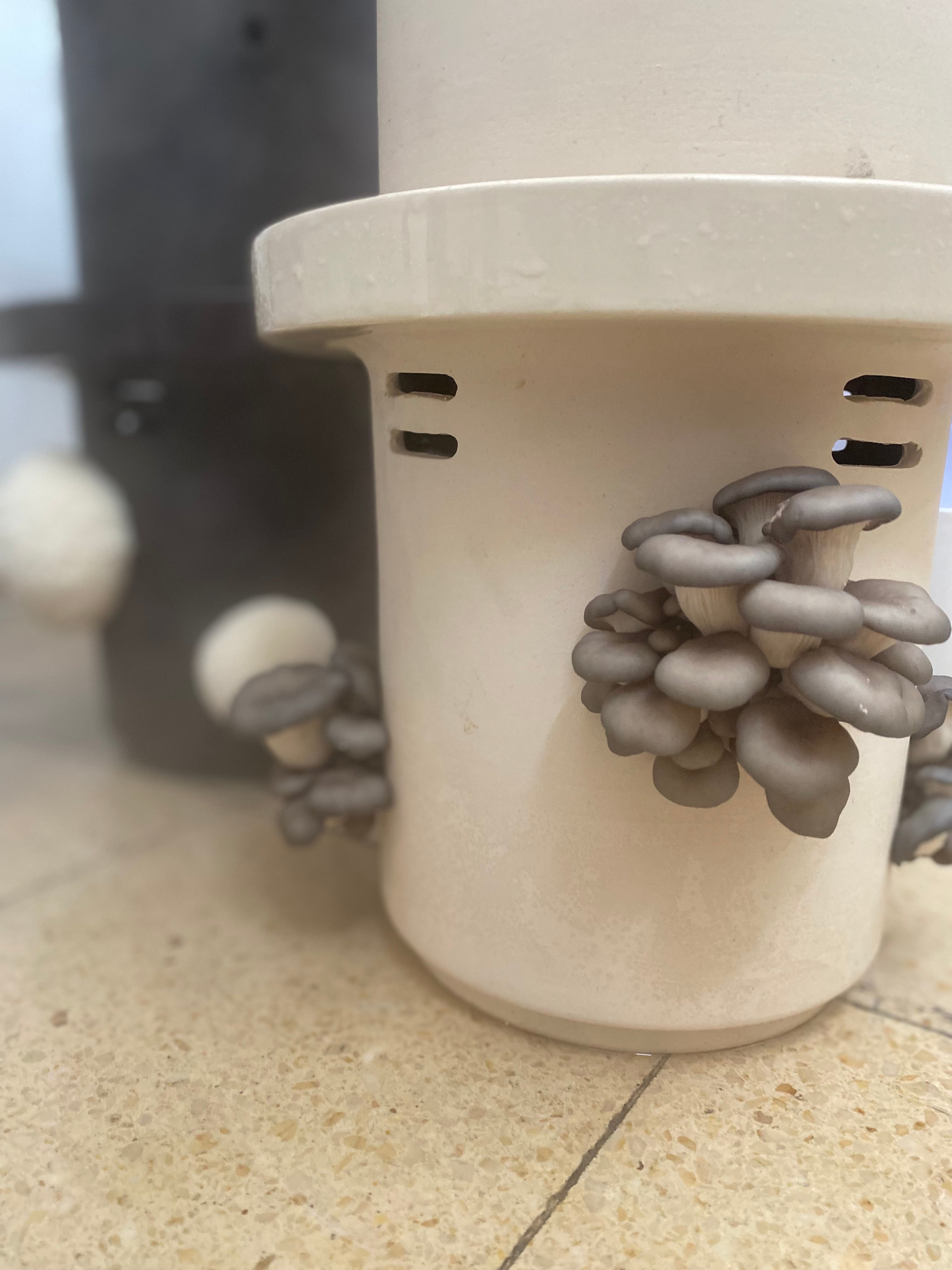 Blue Oyster Mushrooms