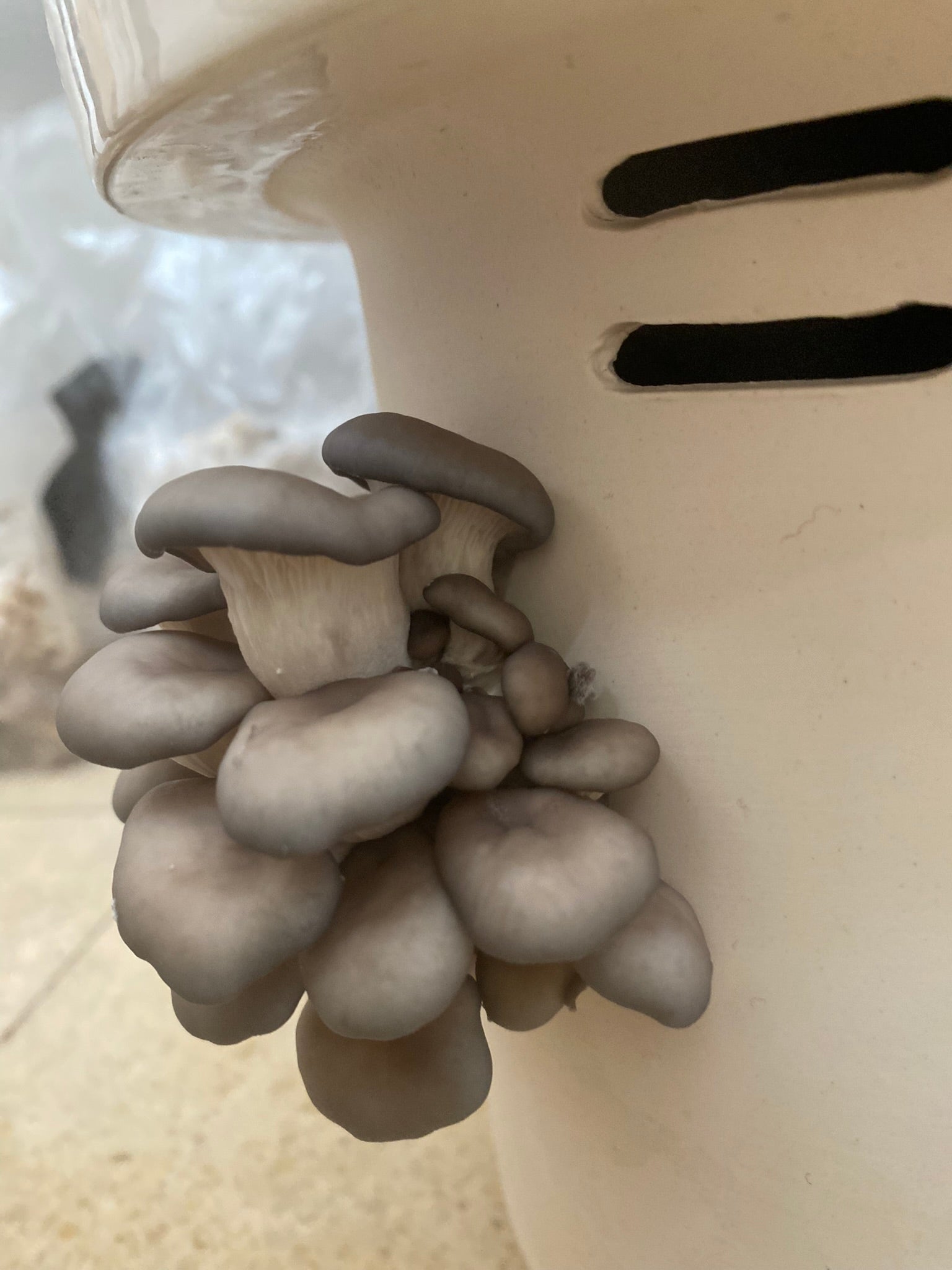 Blue Oyster Mushrooms