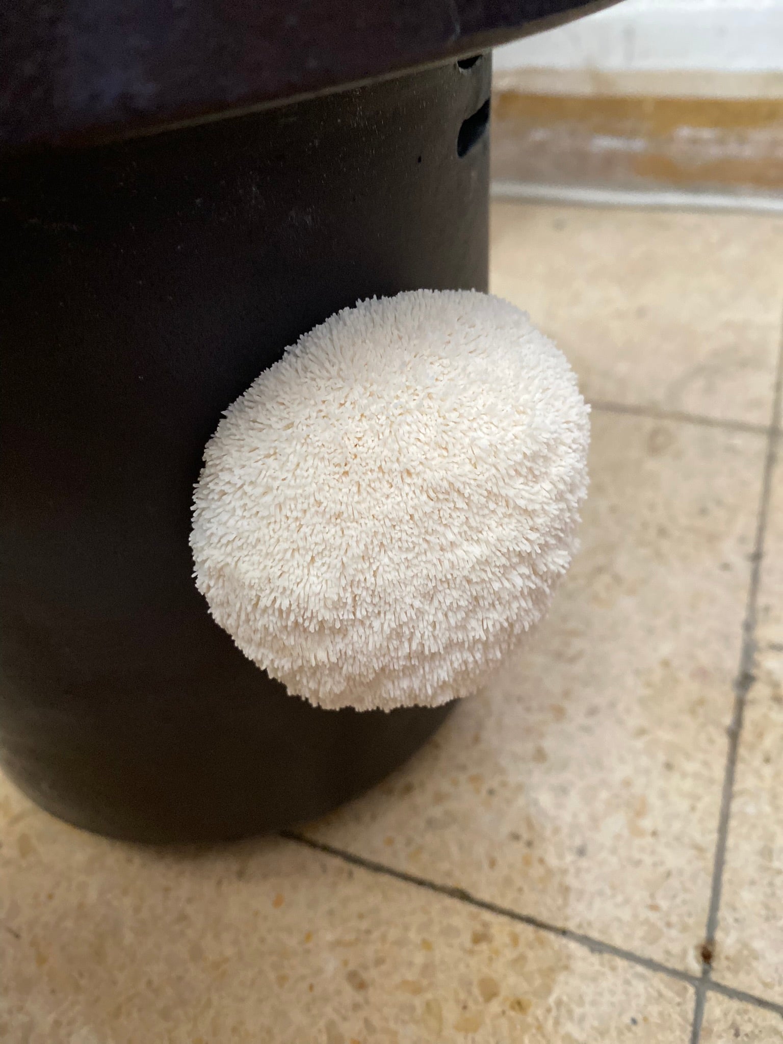 Lion’s Mane Mushrooms