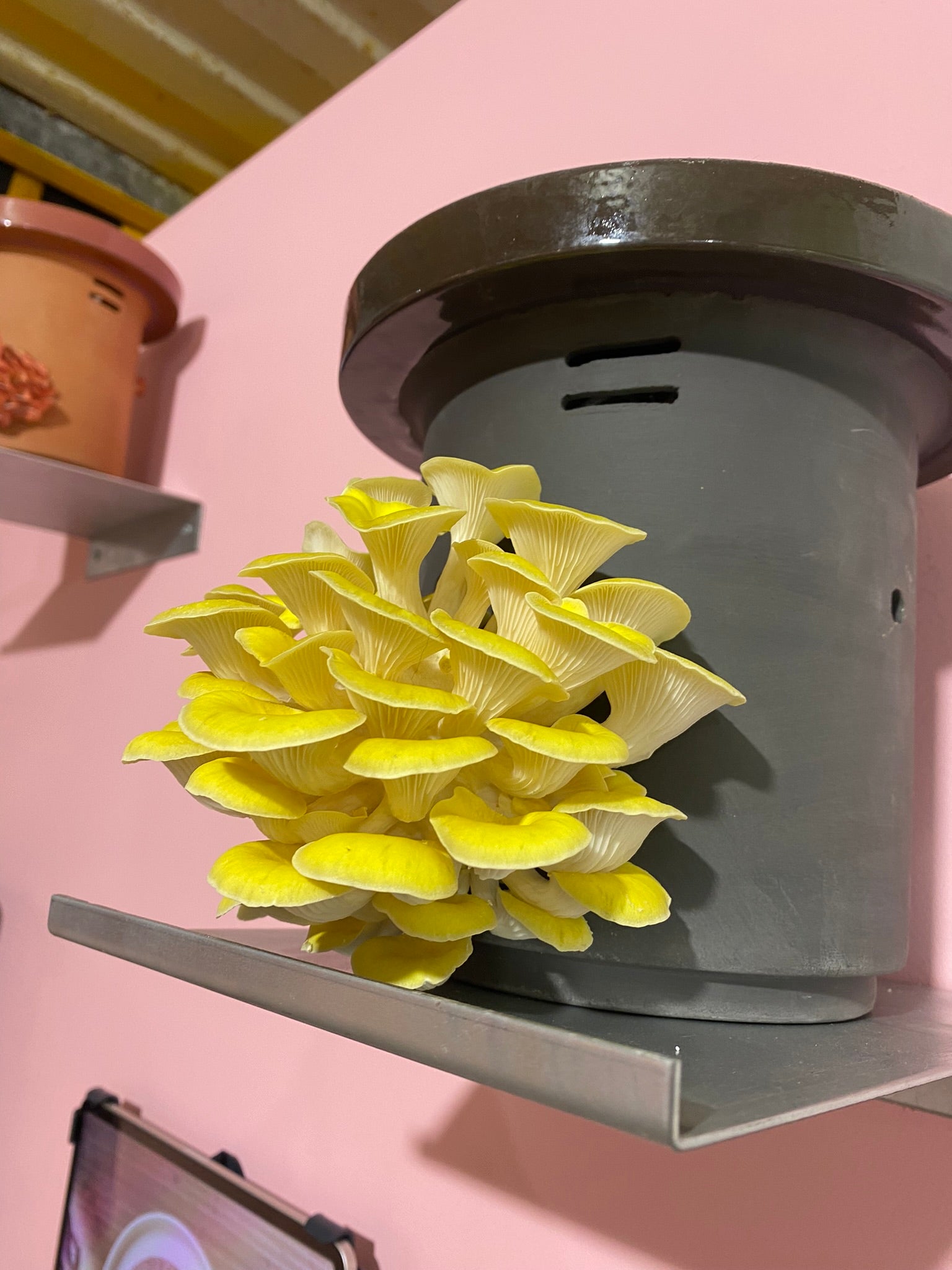 Golden Oyster Mushrooms