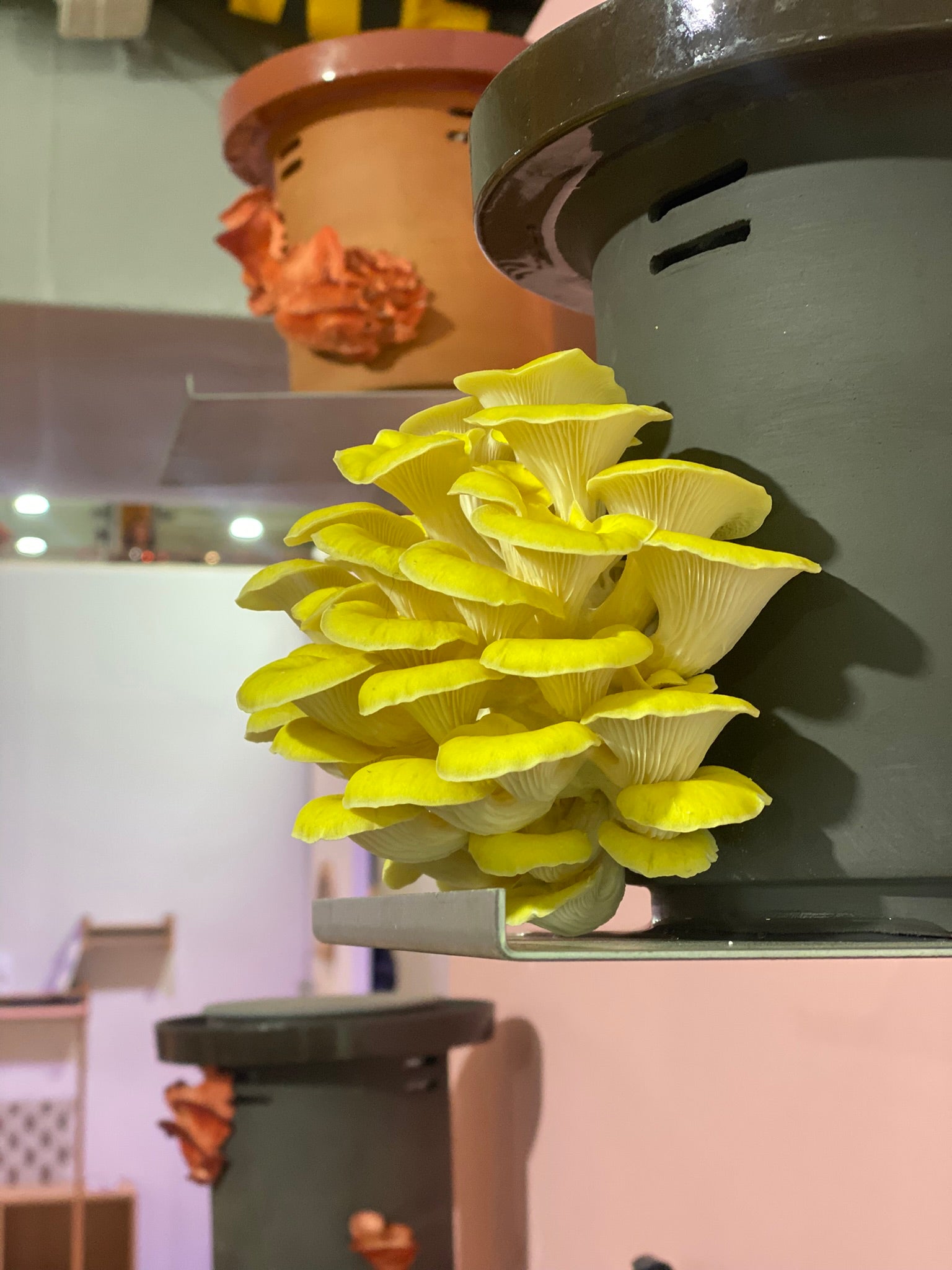 Golden Oyster Mushrooms