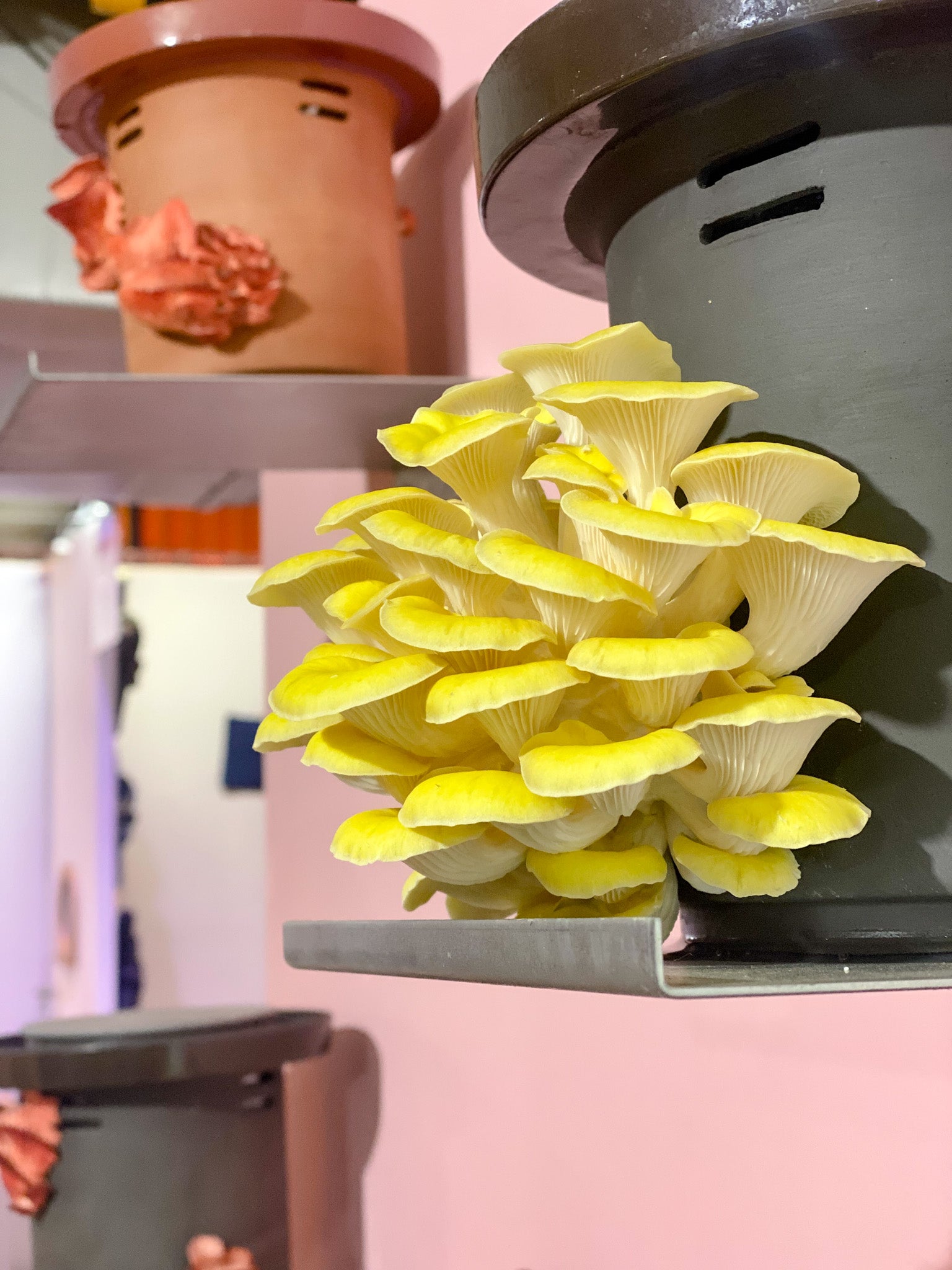 Golden Oyster Mushrooms