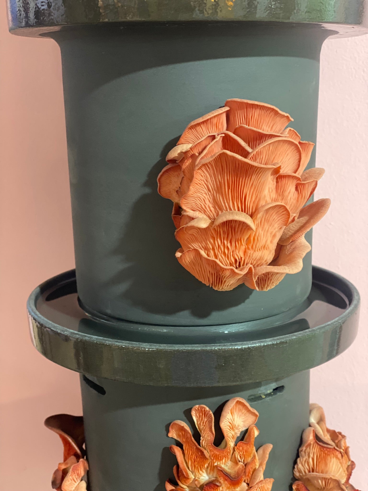 Pink Oyster Mushrooms