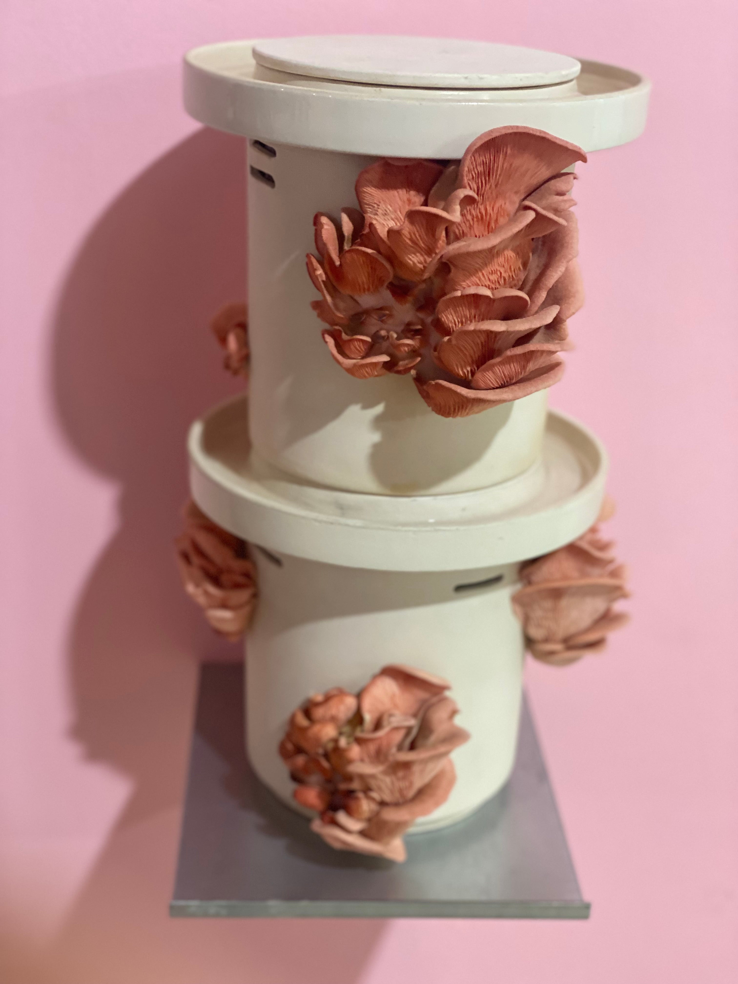 Pink Oyster Mushrooms