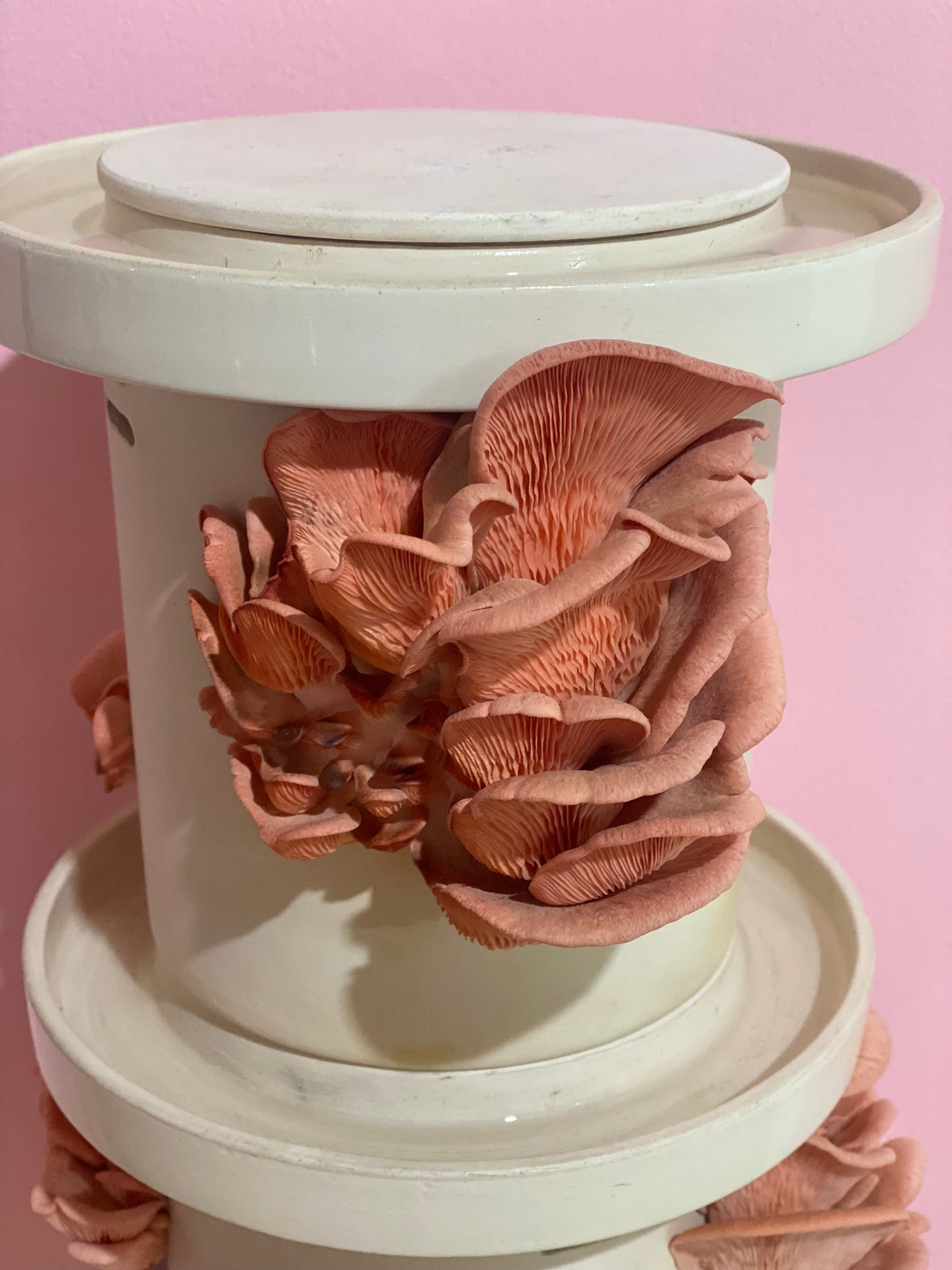 Pink Oyster Mushrooms