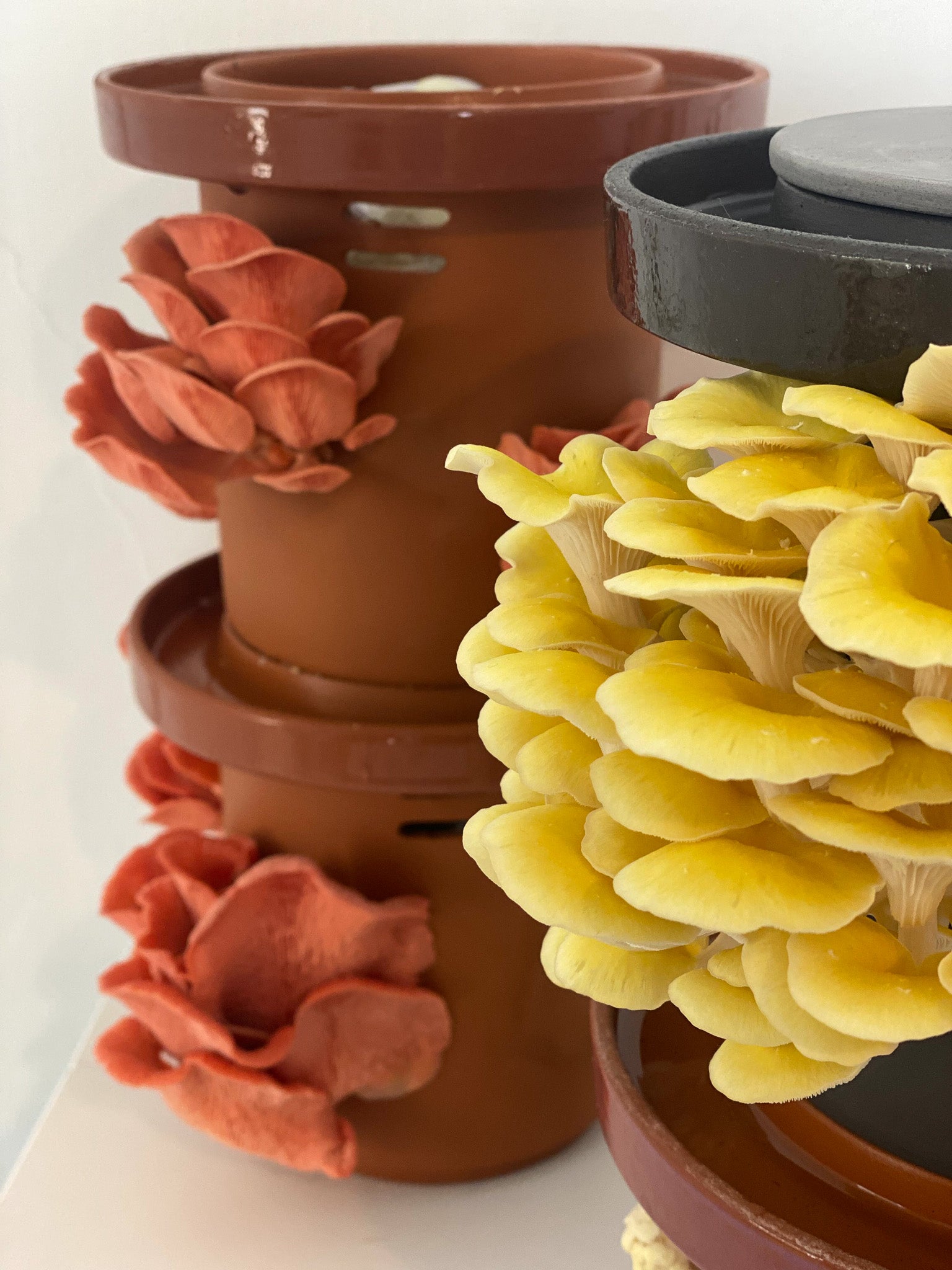 Golden Oyster Mushrooms