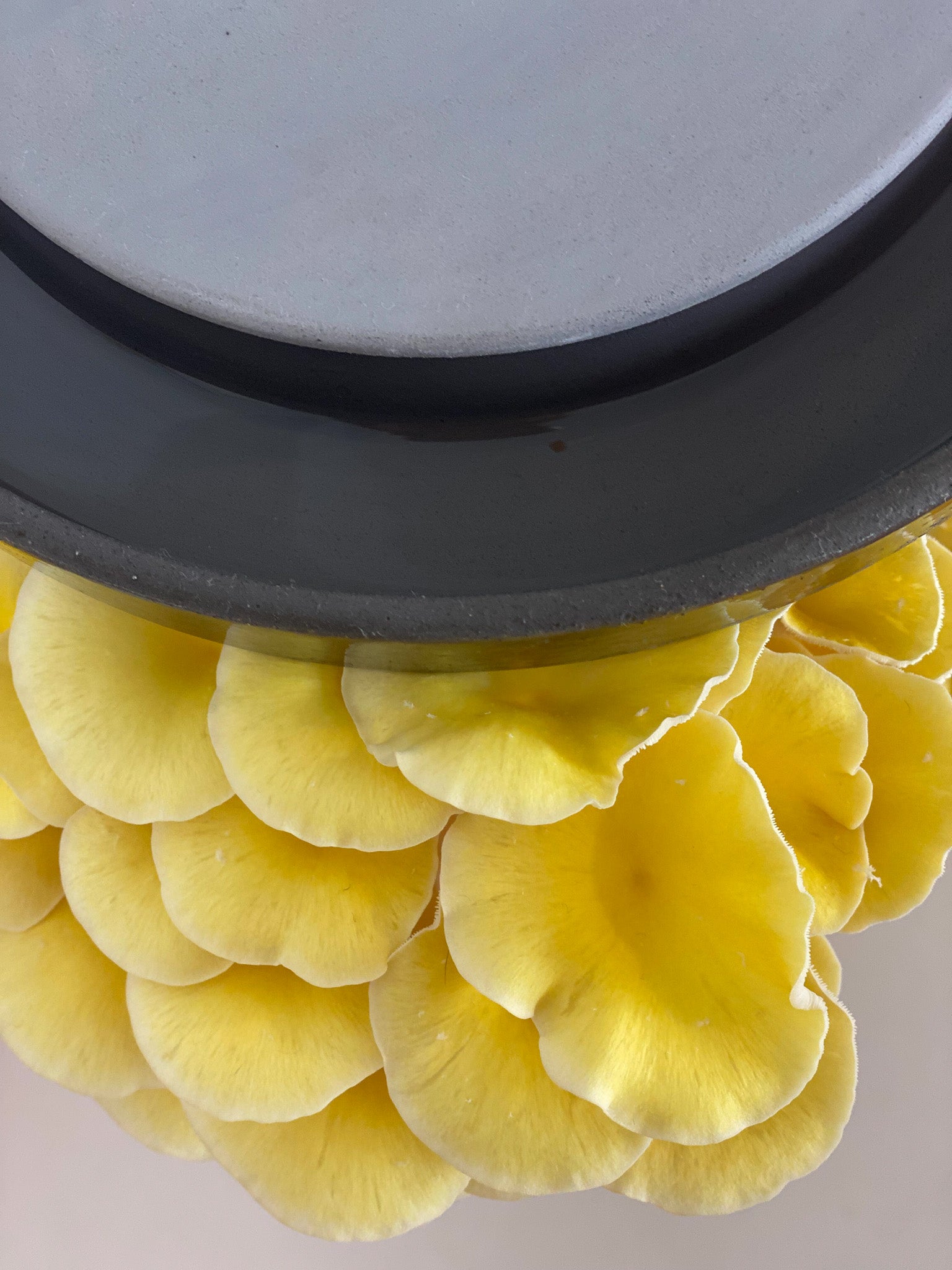 Golden Oyster Mushrooms