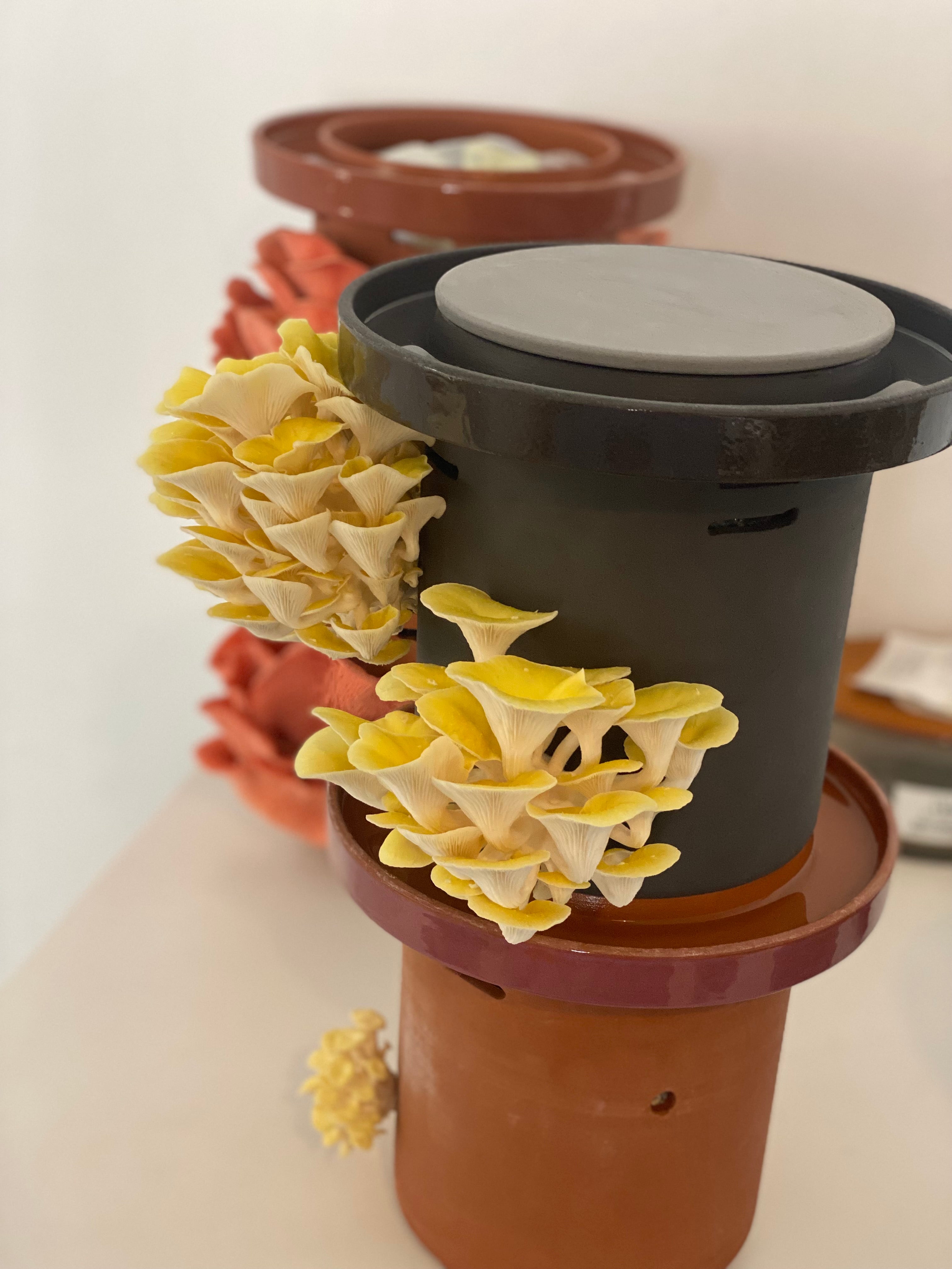 Golden Oyster Mushrooms
