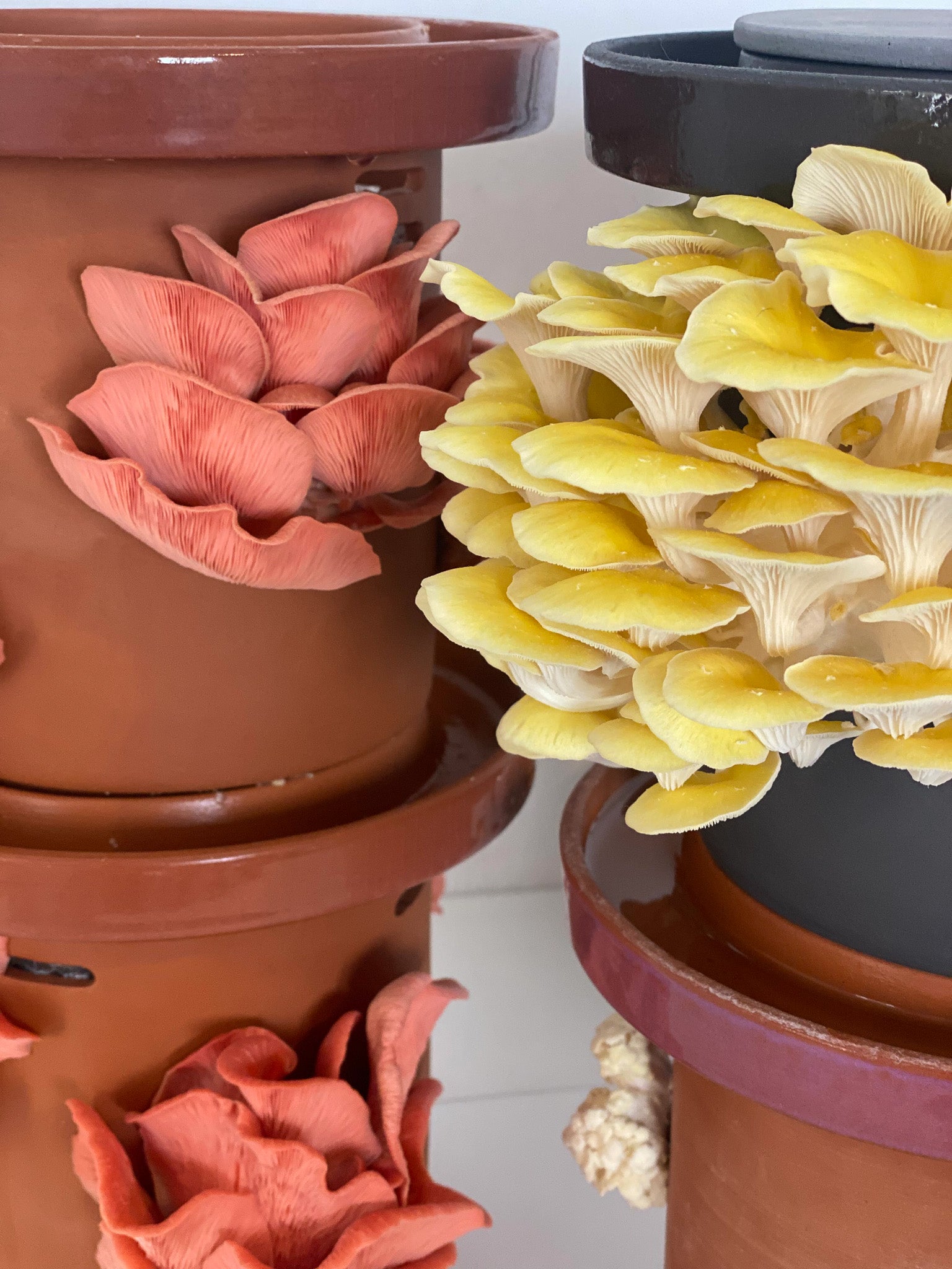 Golden Oyster Mushrooms