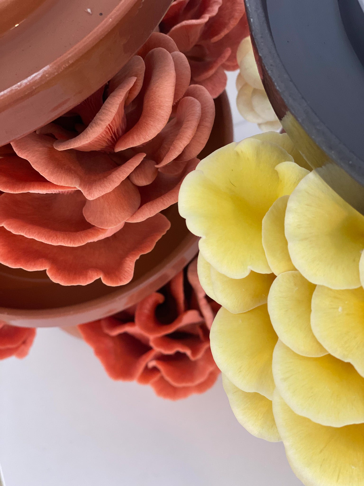 Golden Oyster Mushrooms