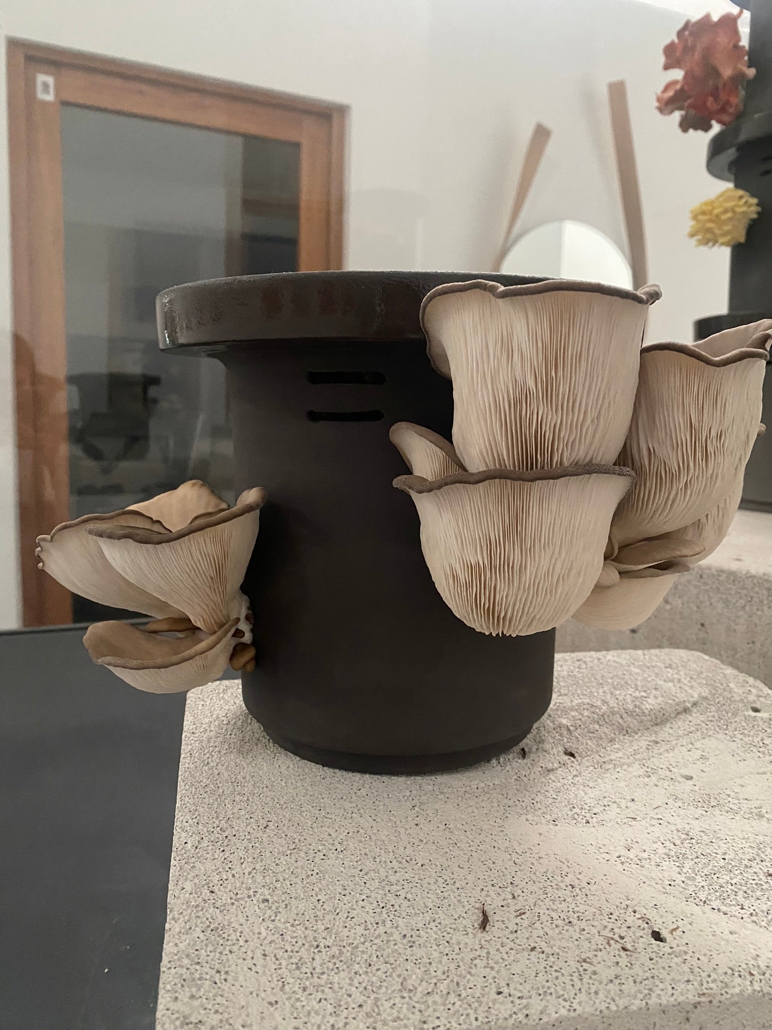 Blue Oyster Mushrooms