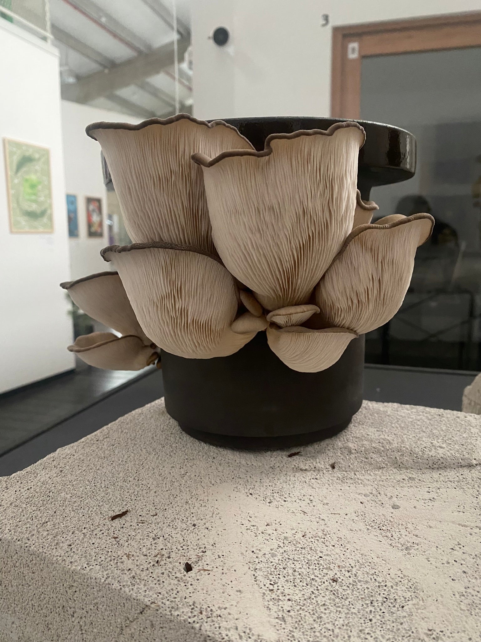 Blue Oyster Mushrooms