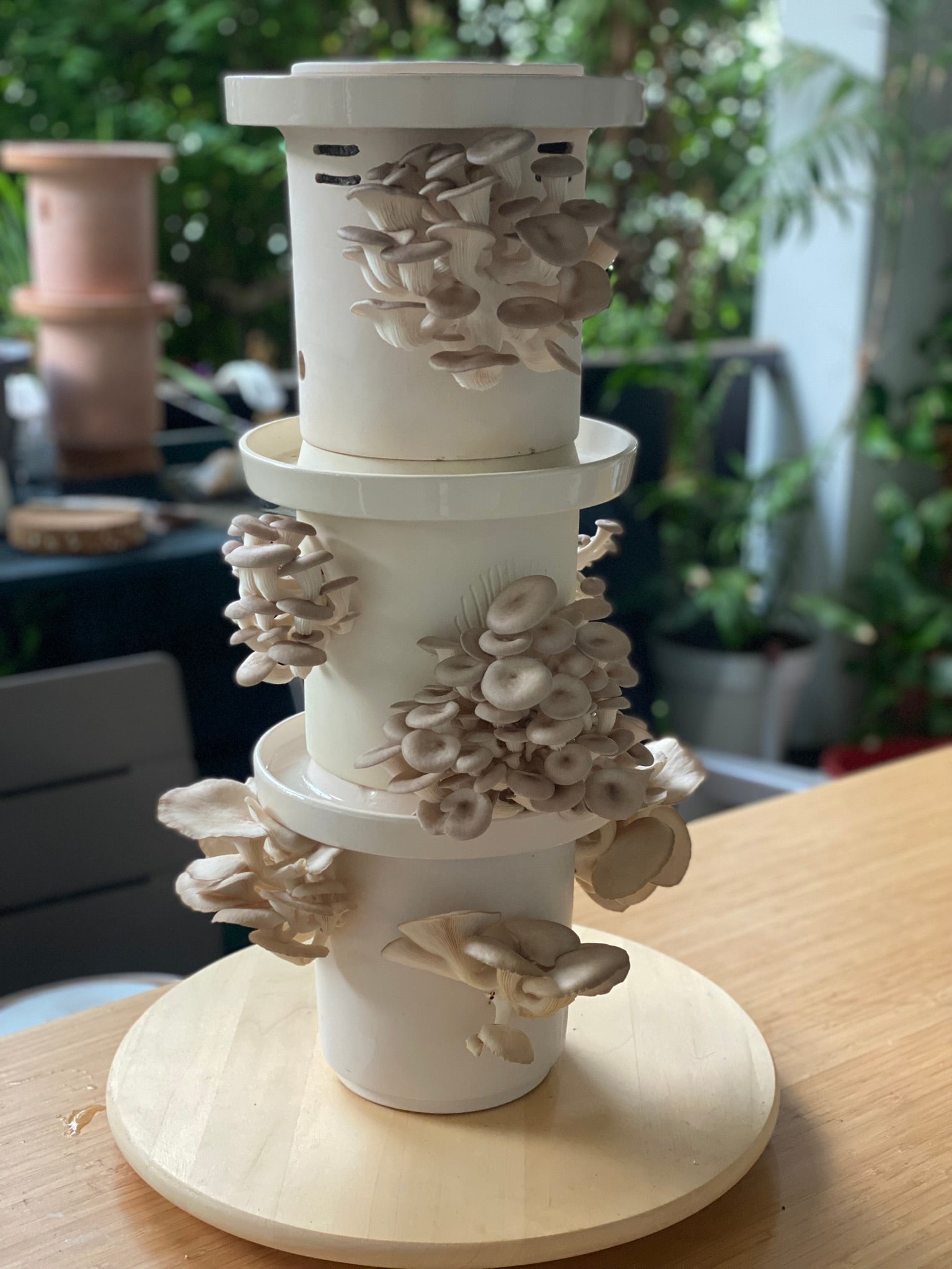 Blue Oyster Mushrooms