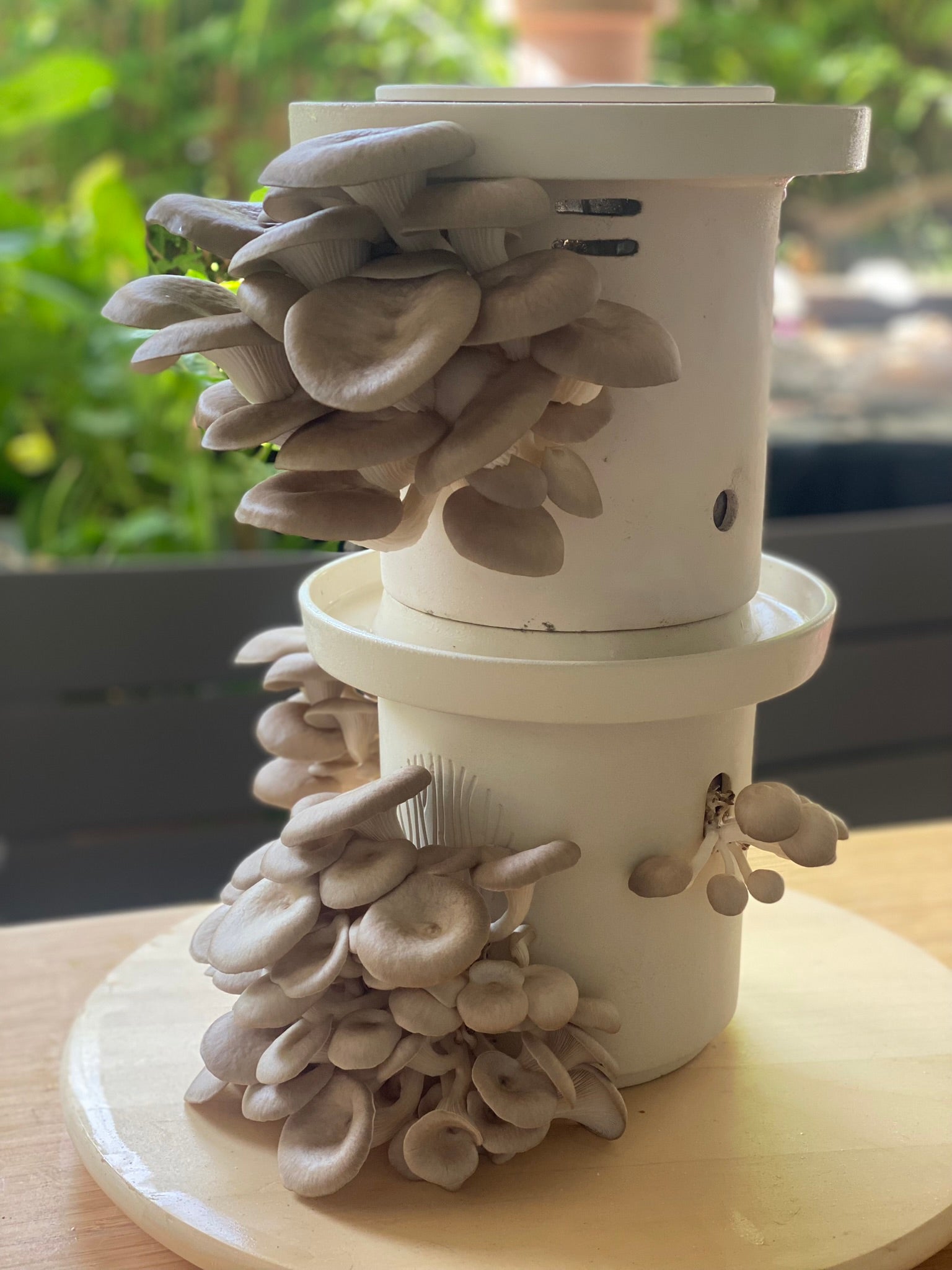 Blue Oyster Mushrooms