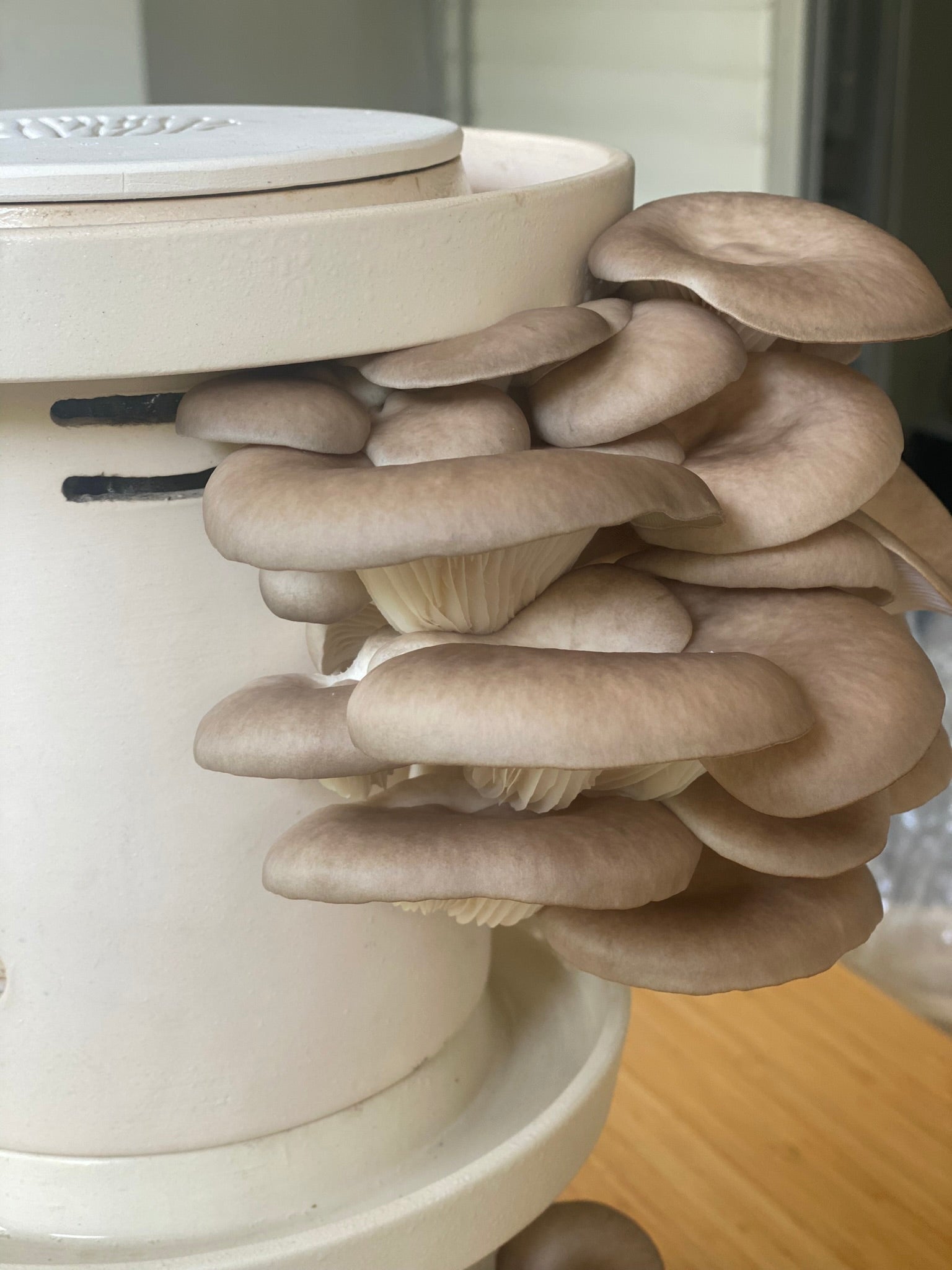 Blue Oyster Mushrooms