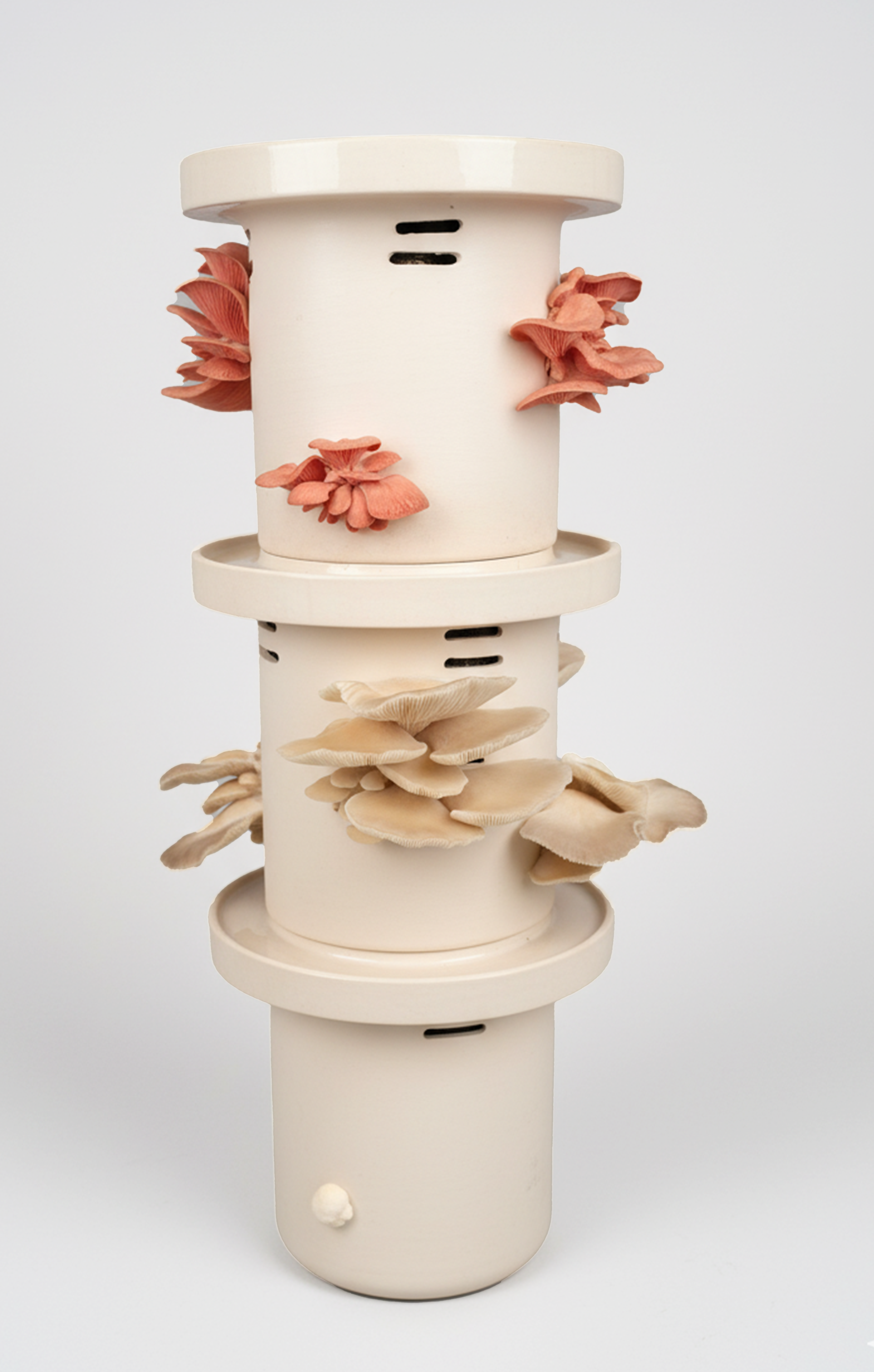 Pink Oyster Mushrooms