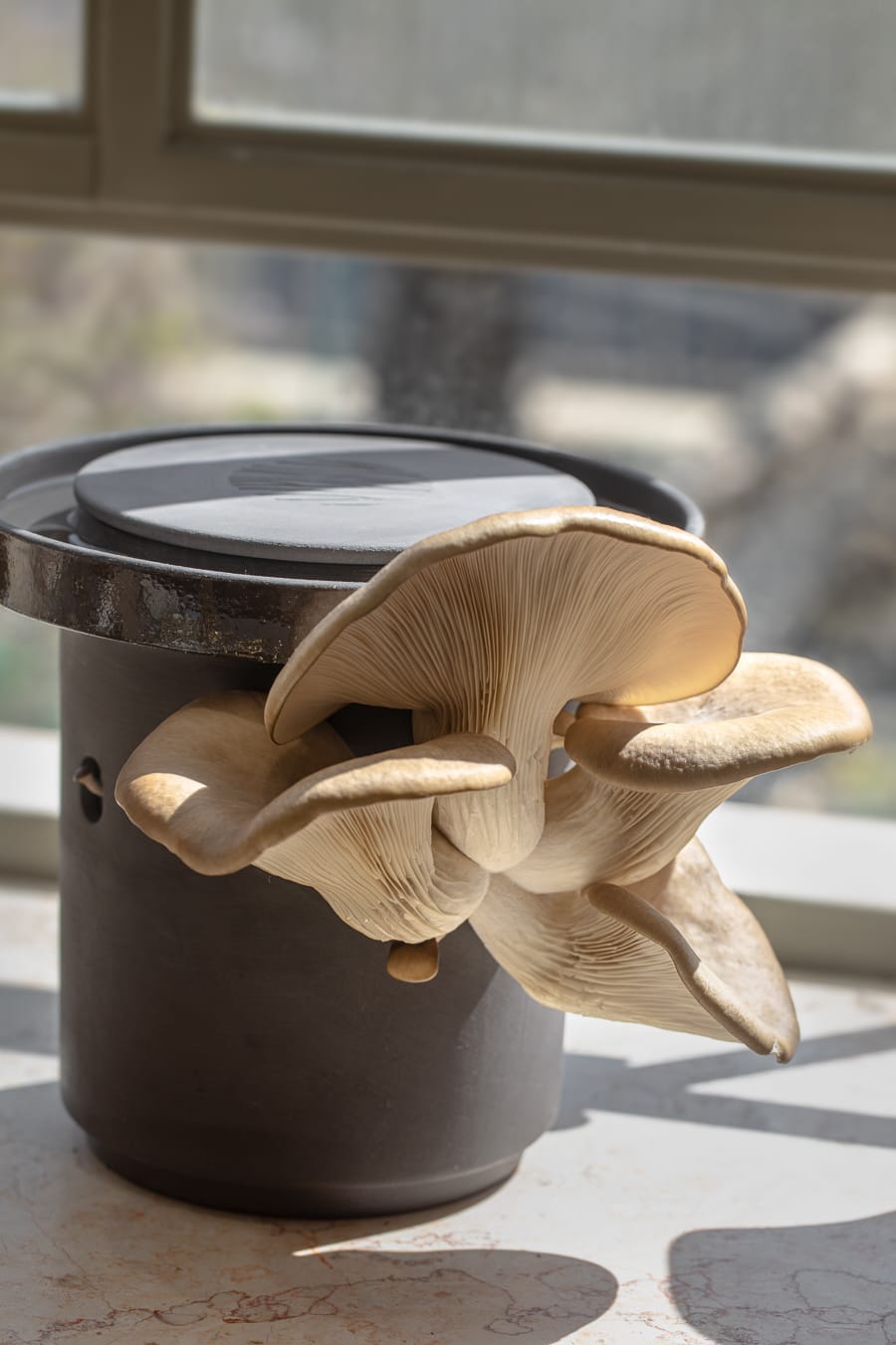 Blue Oyster Mushrooms