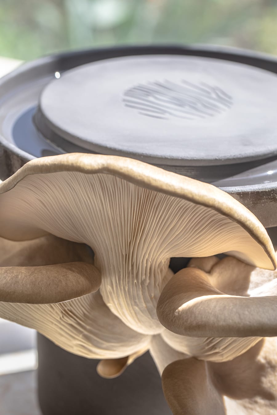 Blue Oyster Mushrooms