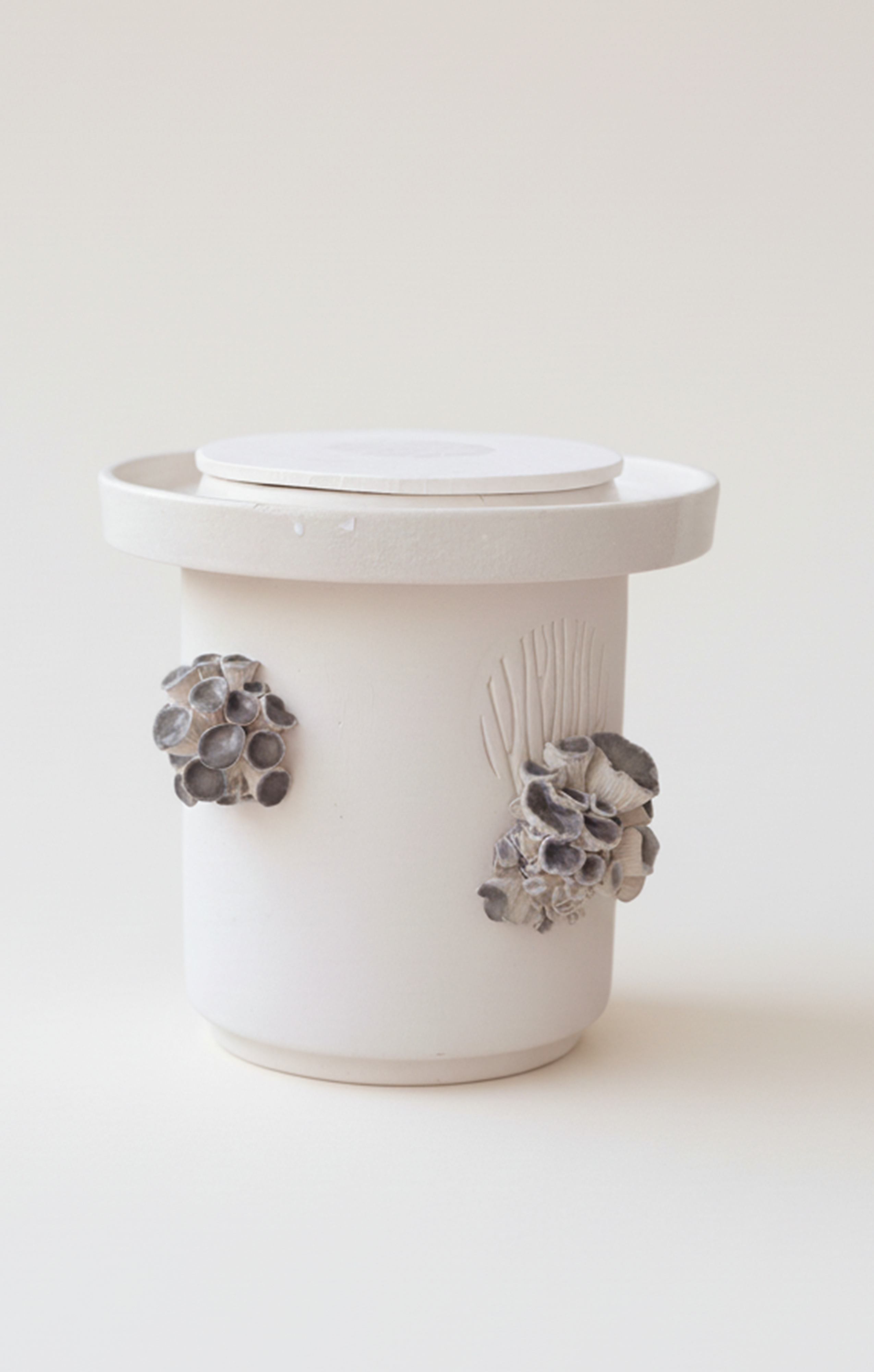 Blue Oyster Mushrooms