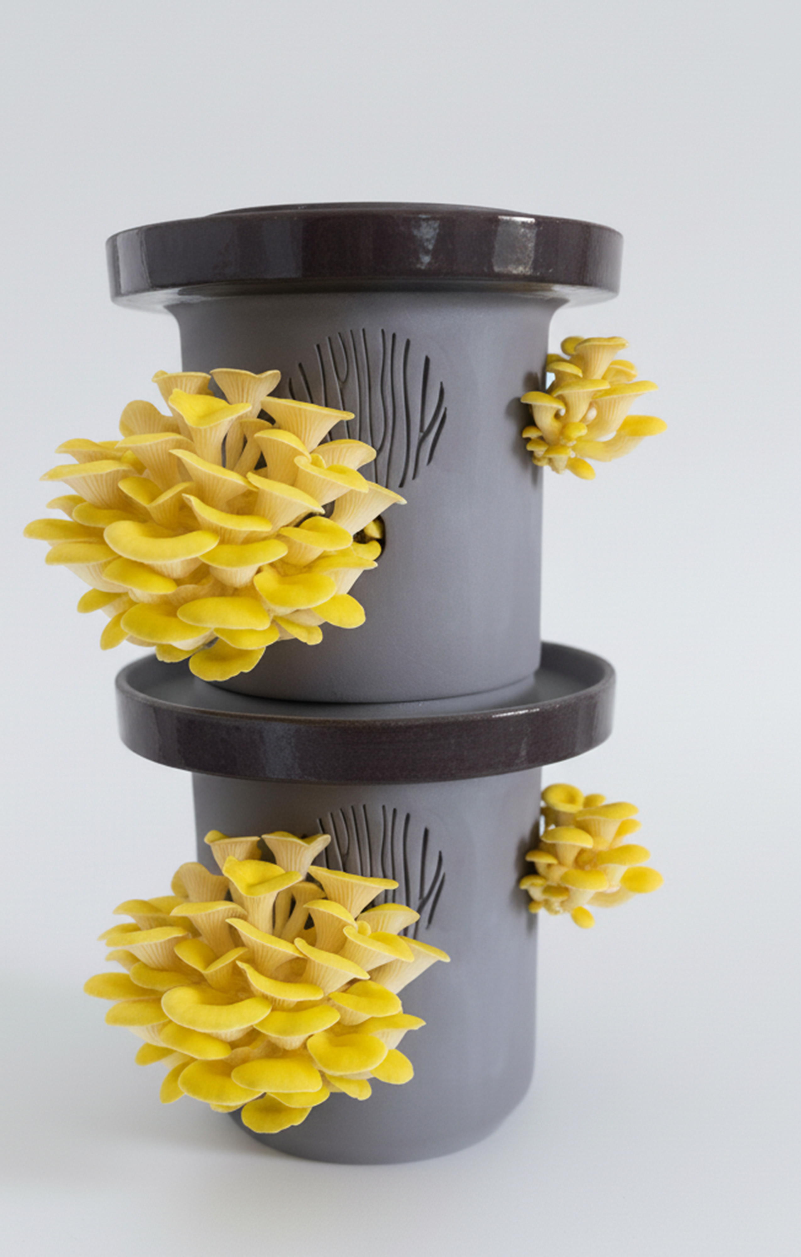 Golden Oyster Mushrooms