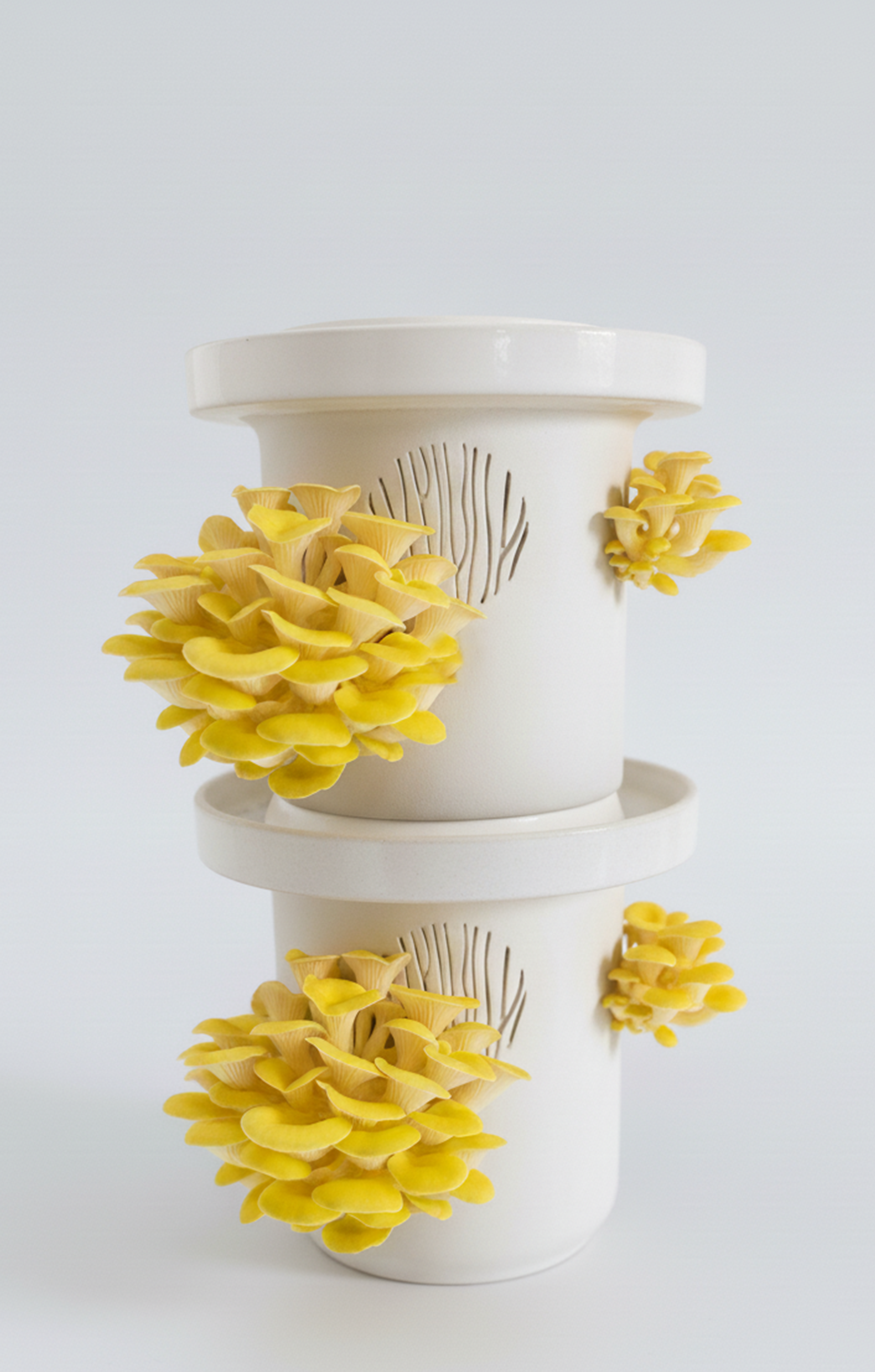 Golden Oyster Mushrooms